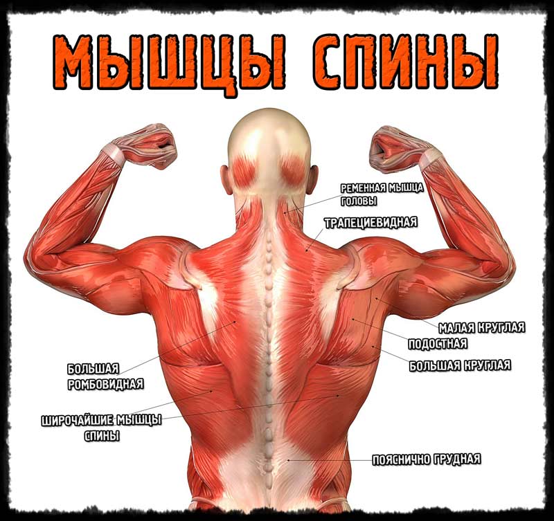Анатомия спины человека