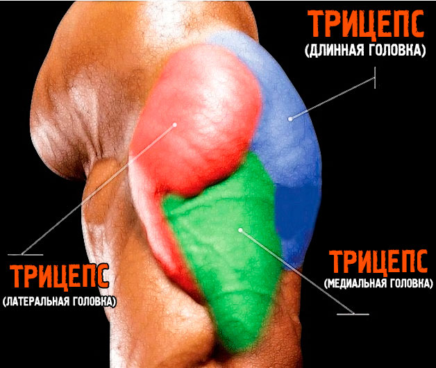 Мышцы рук: трицепс