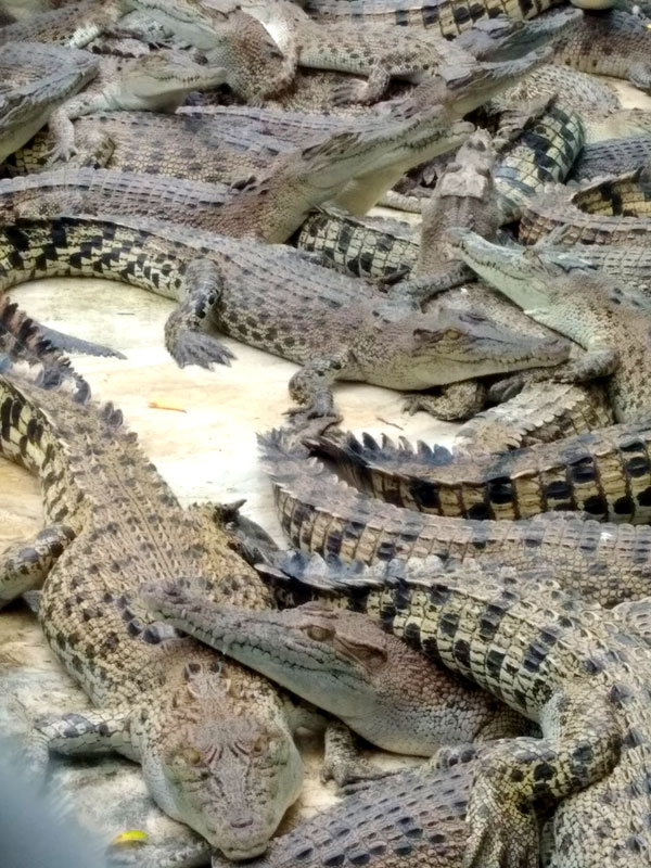 Много крокодилов